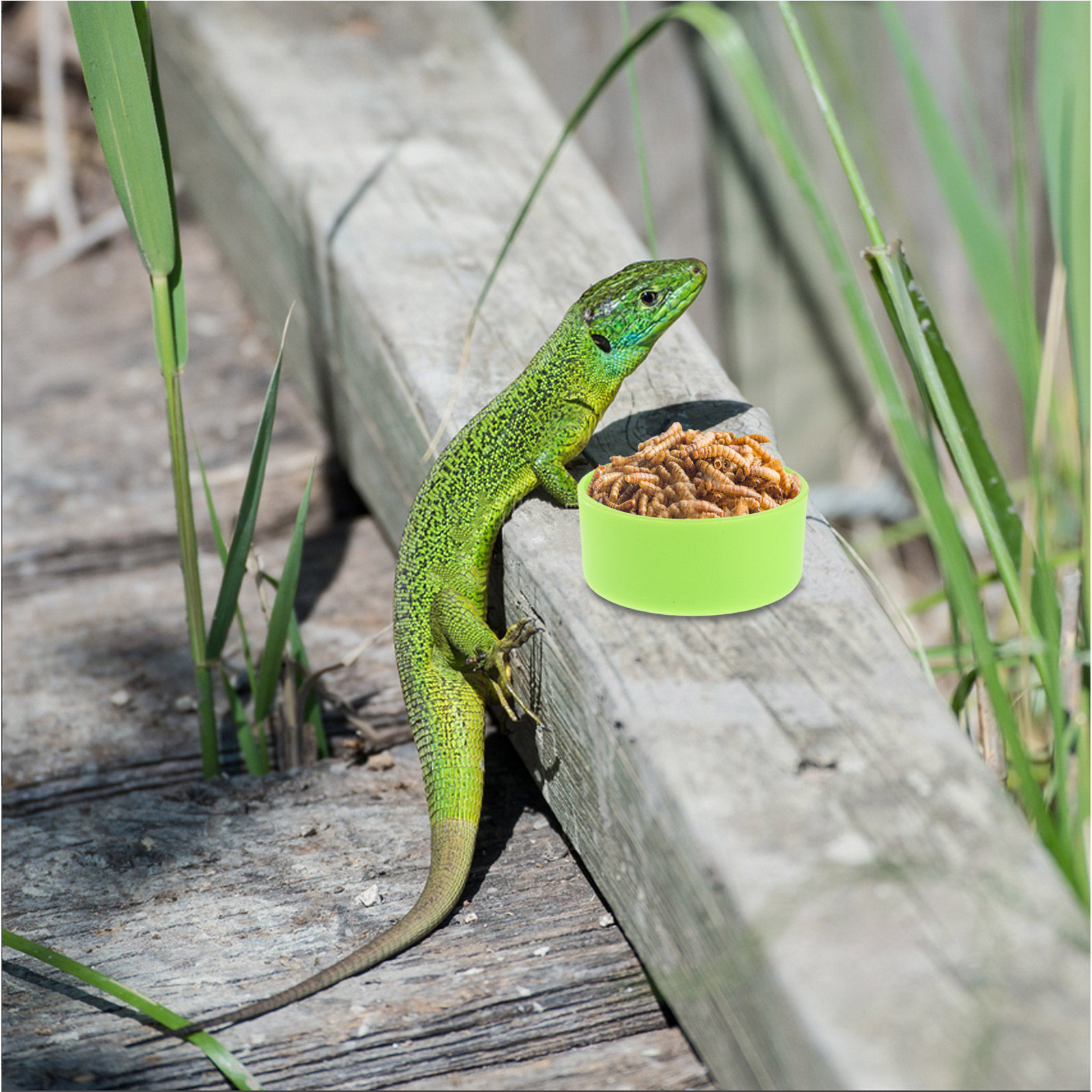 30 sztuk – stabilna miska do k – Water Dish Reptile recenzja i cena