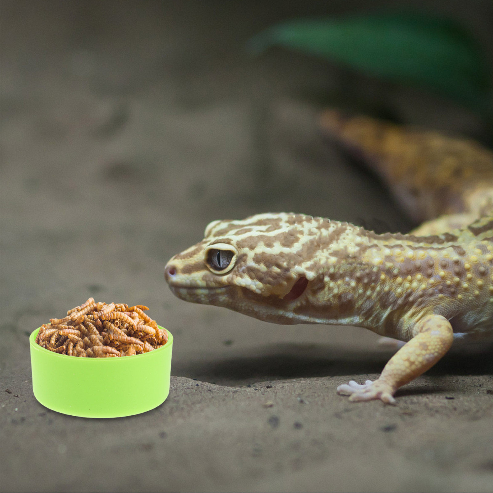 30 sztuk – stabilna miska do k – Water Dish Reptile recenzja i cena