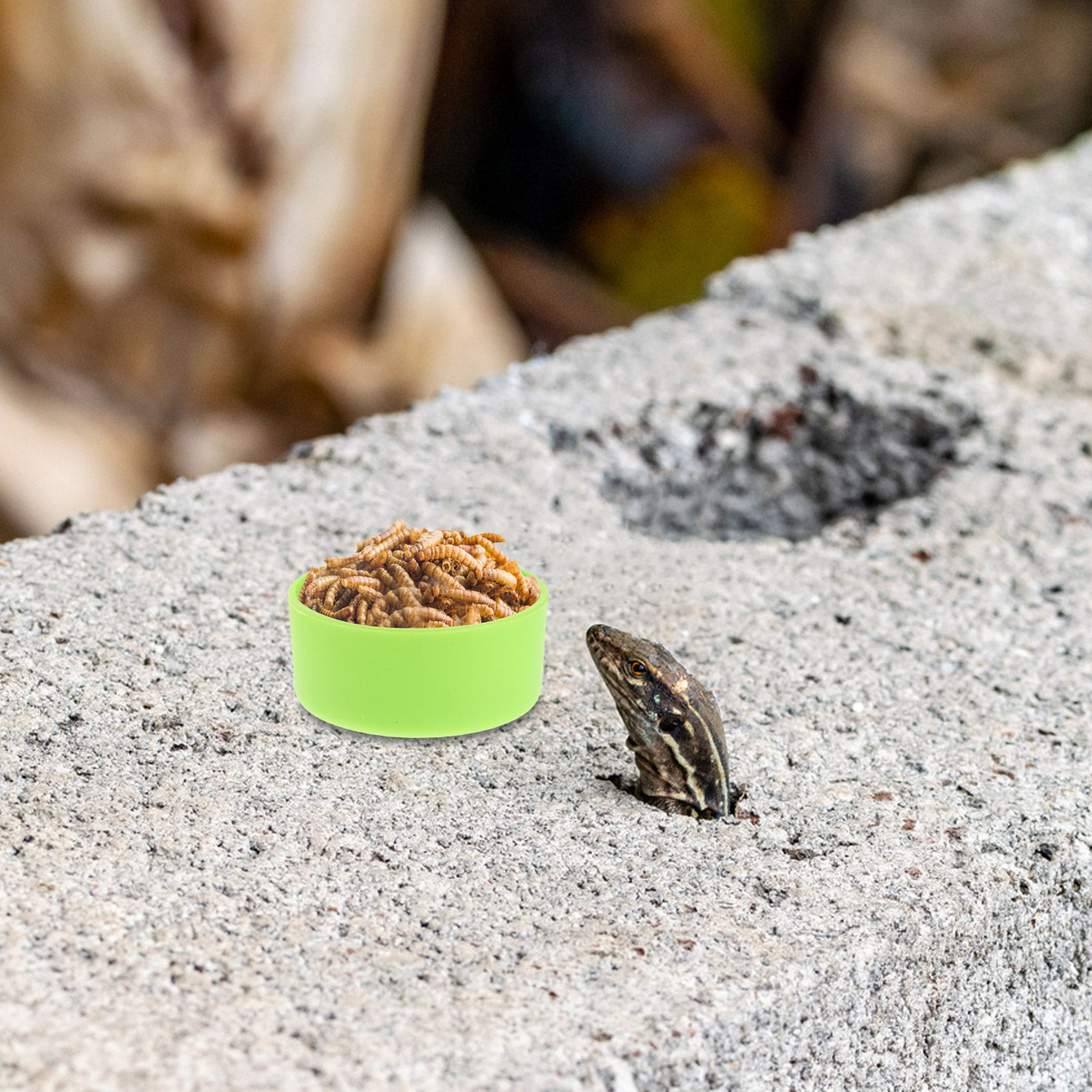 30 sztuk – stabilna miska do k – Water Dish Reptile recenzja i cena